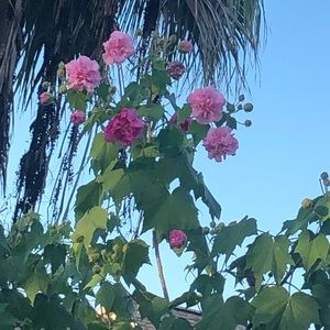 Meet your Posher, Holly